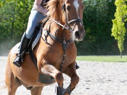 IMG_0624_web
